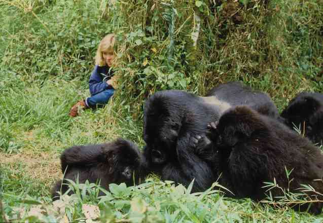 Uganda gorilla trekking