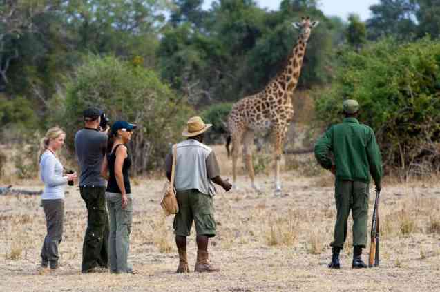 African walking safaris