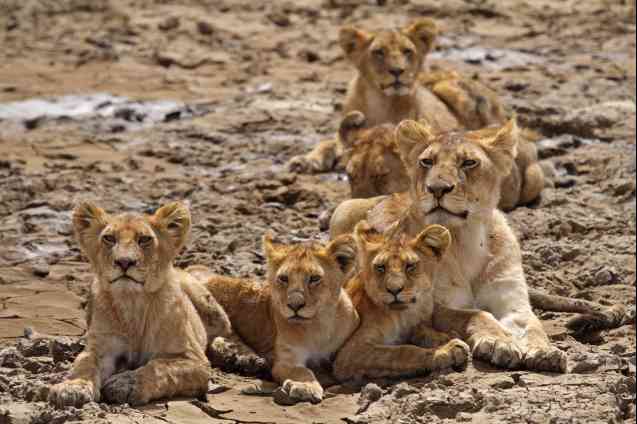 Serengeti lions