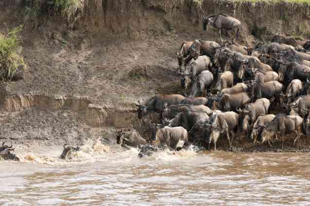 Mara River crossing