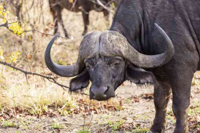 Kruger buffalo