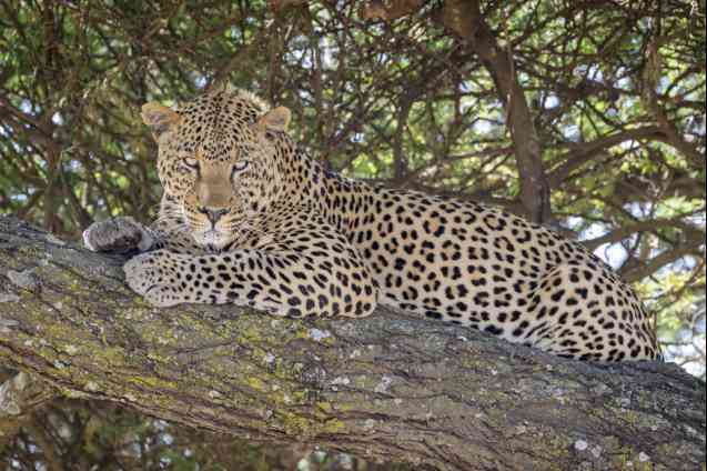 Leopard, big 5 Ngorongoro Conservation Area