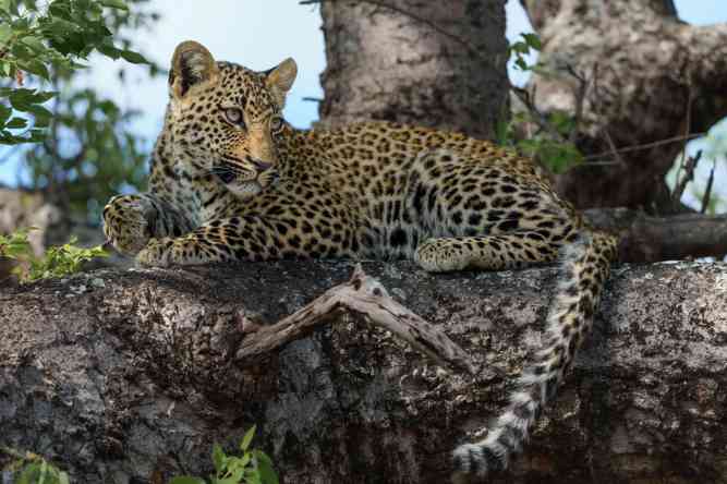 Sabi Sands leopard cub