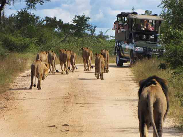 Kruger lions on road