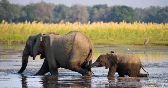 Elephant safari