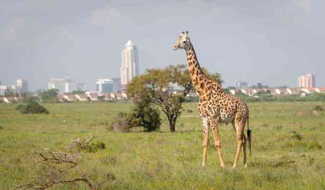 Giraffe in Nairobi National Park