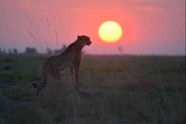 Liuwa Plains cheetah, Zambia