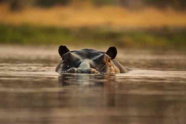 Okavango hippo