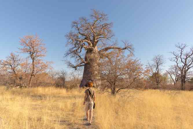 Okavango walking safari