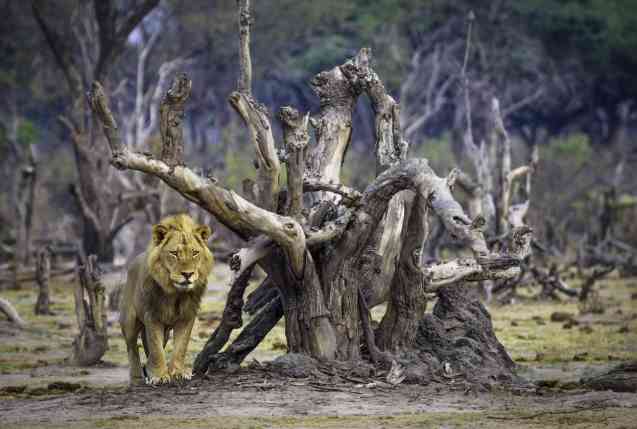 Mana Pools lion