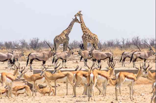 Etosha National Park in Namibia
