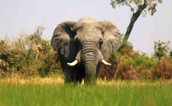5 Popular African Adventures You Need to Book in Advance