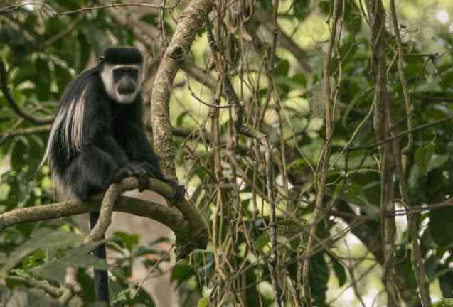 Black and white colobus, kibale national park
