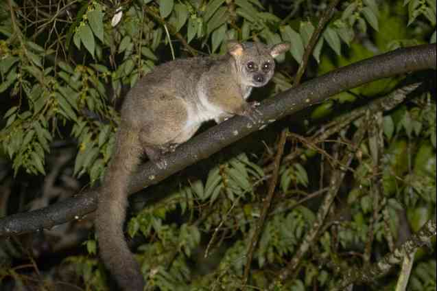 Bush baby, hluhluwe
