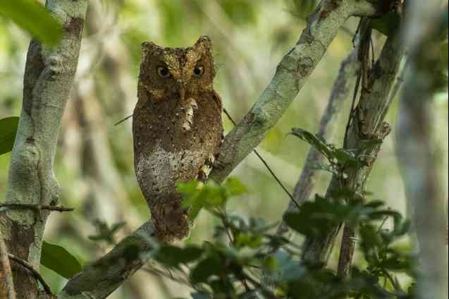 Sekoke scops owl