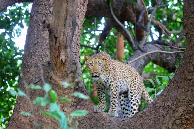 South luangwa leopard
