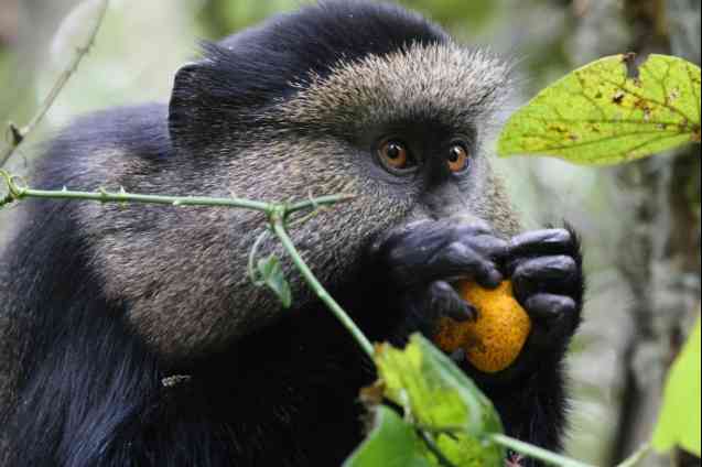 Volcanoes rwanda - golden monkey