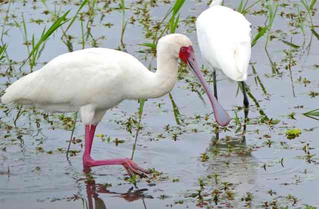 African spoonbill kruger national park