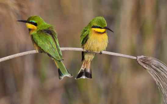 10 Top Birding Safari Destinations: Best Places for Birding in Africa
