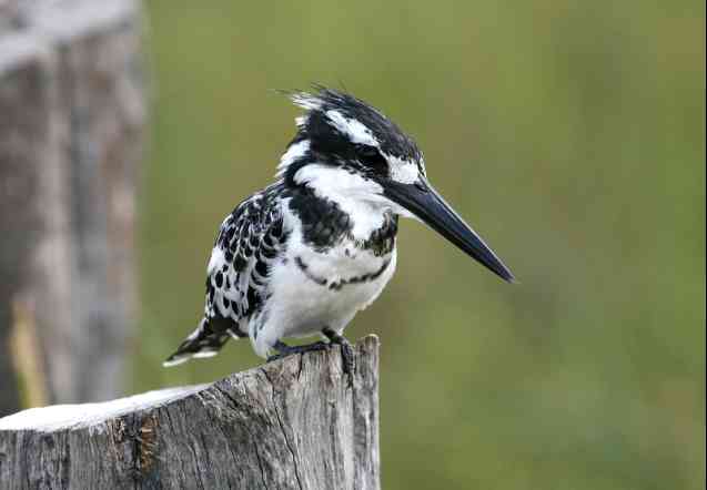Pied kingfisher Okavango Delta birding