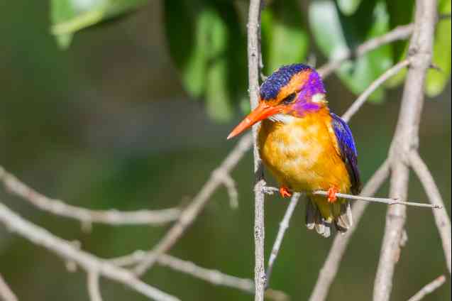 Pygmy kingfisher masai mara birds