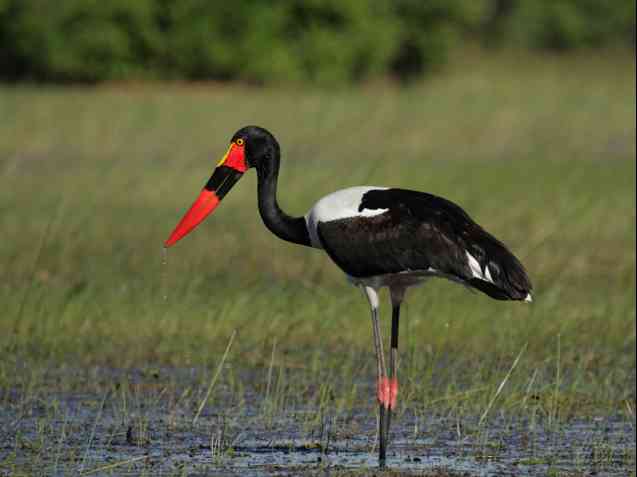 Saddle billed stork Okavango birding