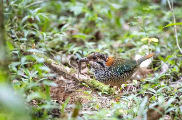 Scaly ground roller Madagascar