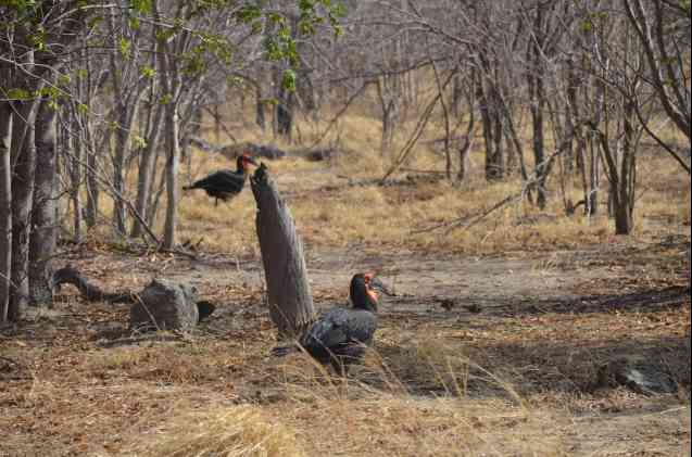 Southern ground hornbill Caprivi birding