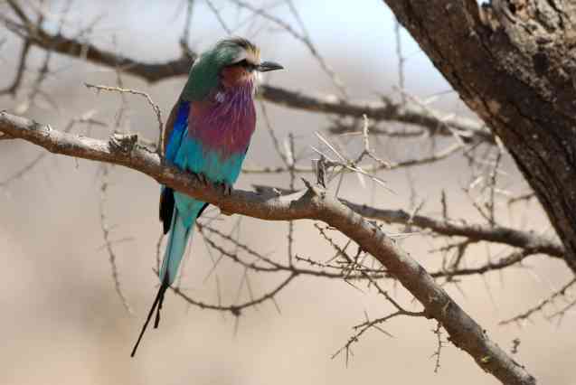 Tarangire lilac breasted roller