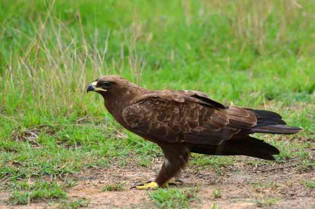 Tawny eagle kruger national park