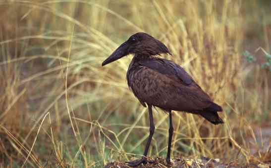 African Culture: The Lightening Bird