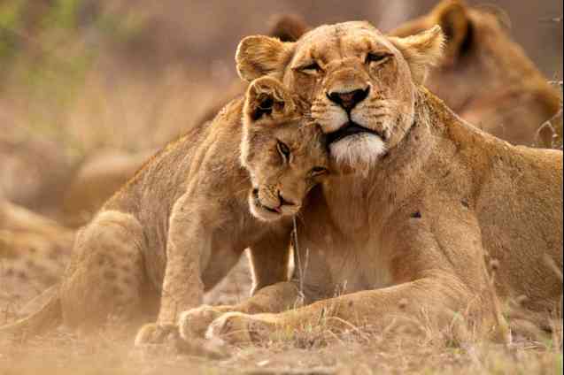 Lionsafarisouthafrica