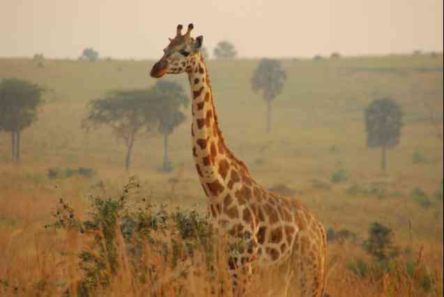 Murchison falls giraffe
