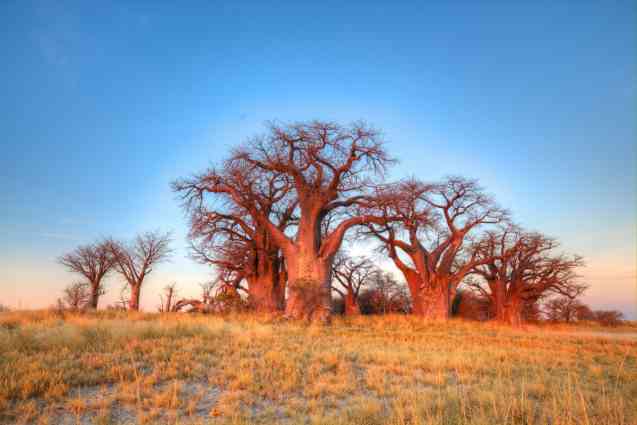 Baines baobab nxai pan
