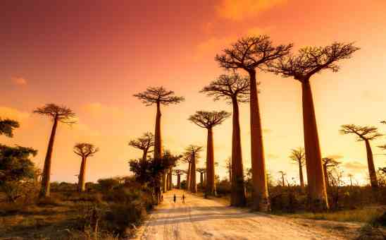 African Baobabs & The Best Places to See These Iconic Trees