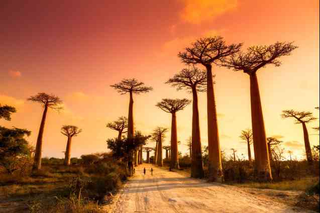 Baobab alley madagascar