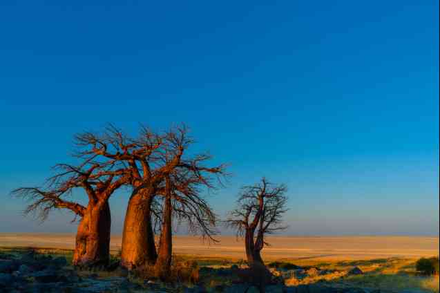 Baobabs on the edge odf the namib desert