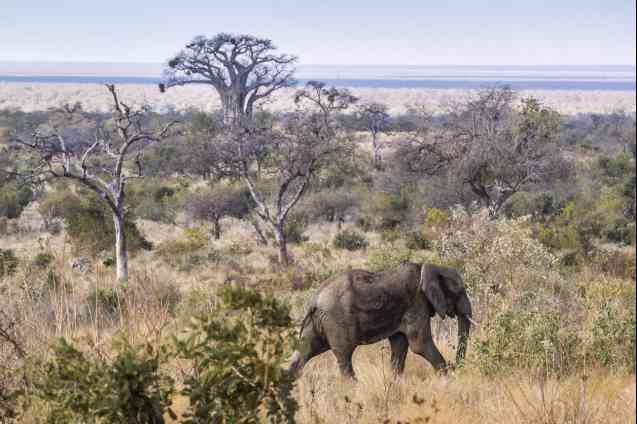 Elephant in kruger, baobab in the distance