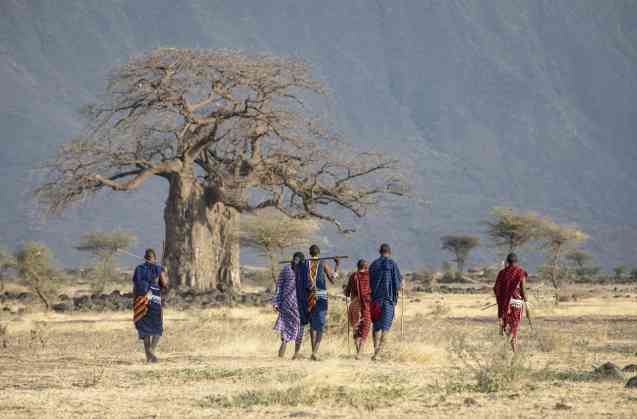 Baobab near arusha tanzania