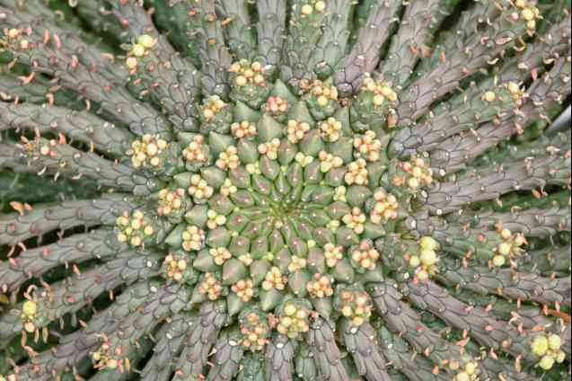 Medusa's head euphorbia