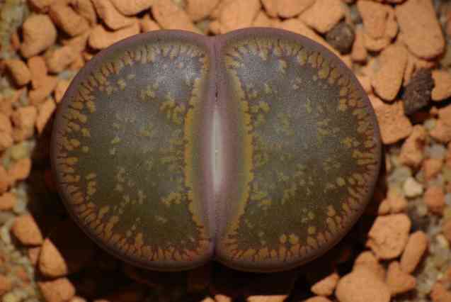Lithops, living stones