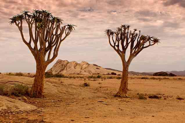Namibia quiver trees