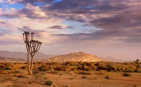 Weird & Wonderful Plants of Africa & Where to See these Botanical Marvels