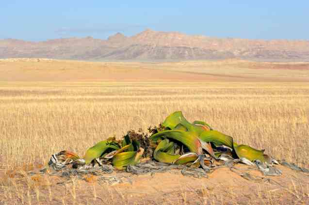 Weird & Wonderful Plants of Africa & Where to See these Botanical Marvels