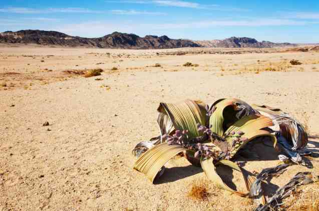 Welwitschia Namibia desert