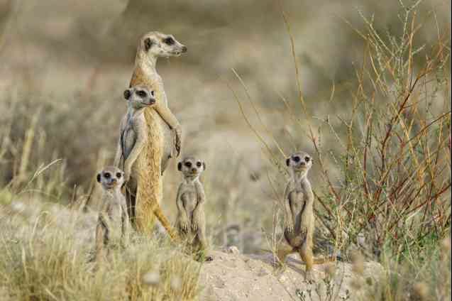 Meerkats in the Kalahari