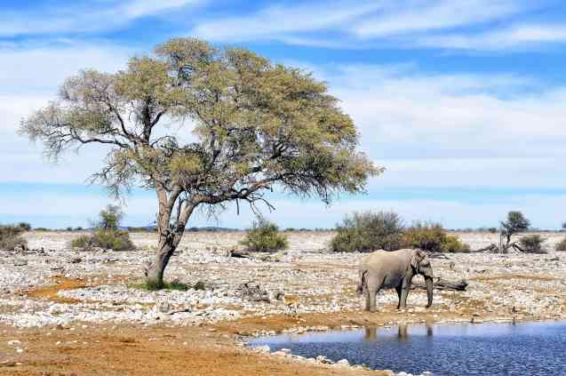 Etosha safari, elephant