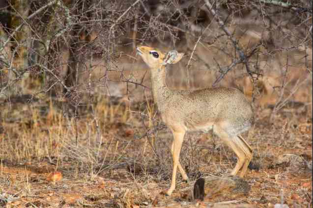 Dik dik in Samburu, Kenya