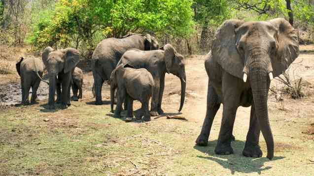 Majete, Malawi