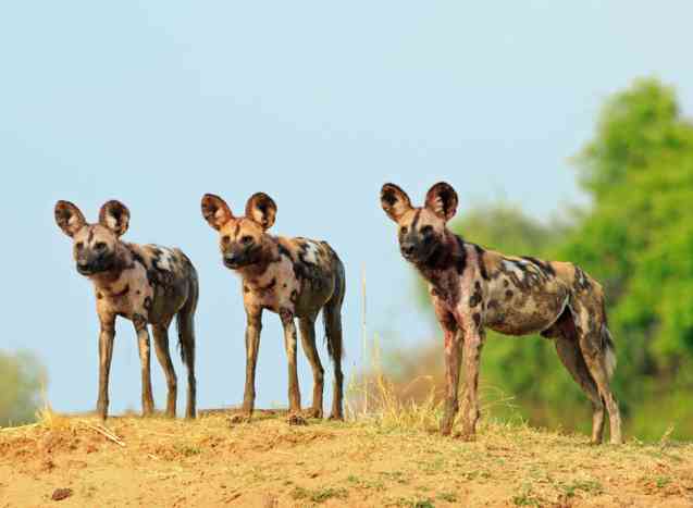 Zambia wilddogs, Luangwa Valley
